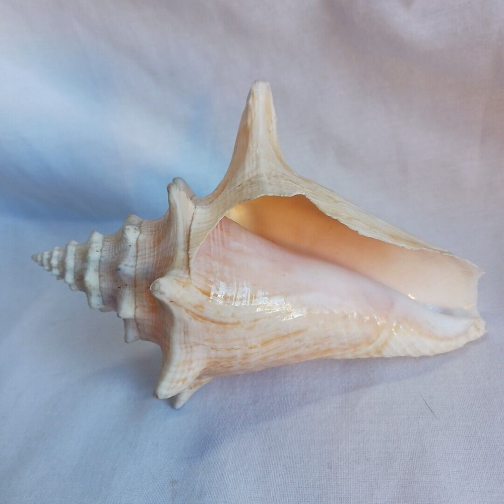 Conch Shell 6 Inch - Picture 2 of 10